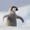 Fluffypingu