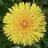 dandelions