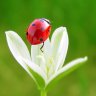 Ladybug19