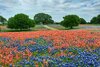 bluebonnets and indian paintbrushes.jpg