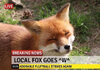 fox.jpg